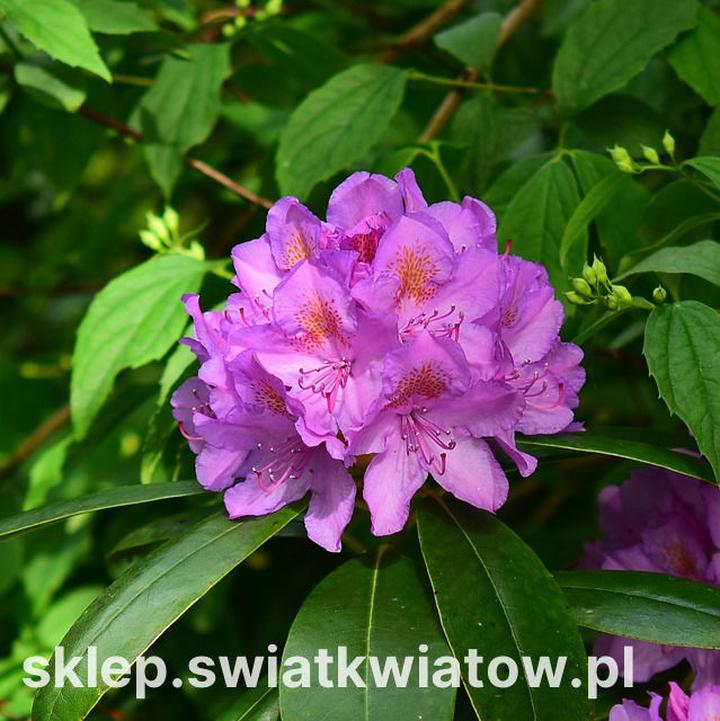 Estetyka wnętrz z roślinami