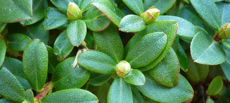 Korzyści z posiadania rododendronu