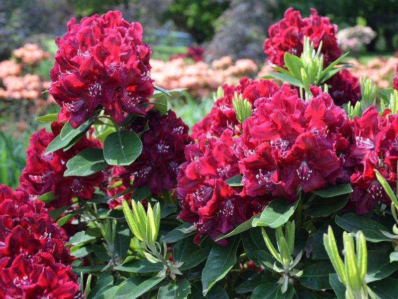 Pielęgnacja rododendronu w mieszkaniu