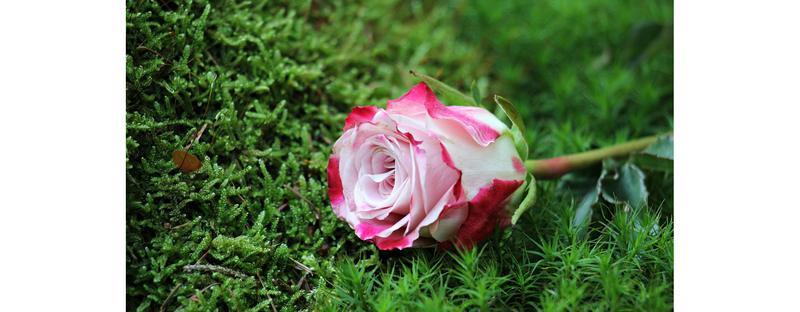 Rośliny wspierające wzrost lawendy