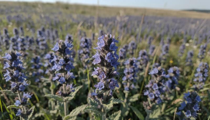 Stylowe połączenia roślin ozdobnych z lawendą