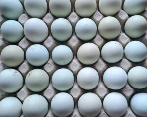 Zaskakujące sposoby na uzyskanie zielonego koloru jajek w domowym zaciszu